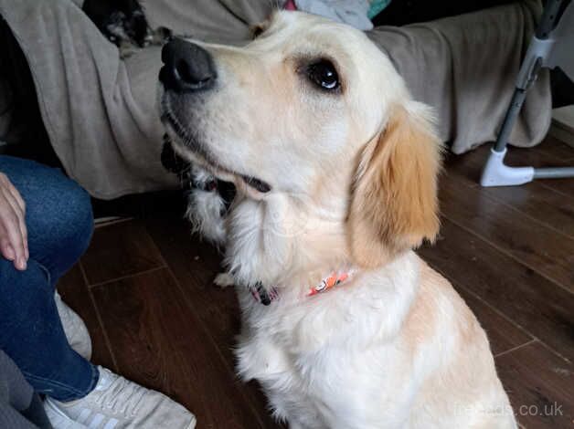 Golden retriever pup for sale in Birmingham, West Midlands - Image 4