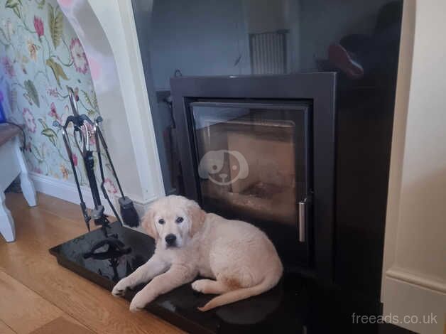 Golden retriever pup for sale in Dungannon