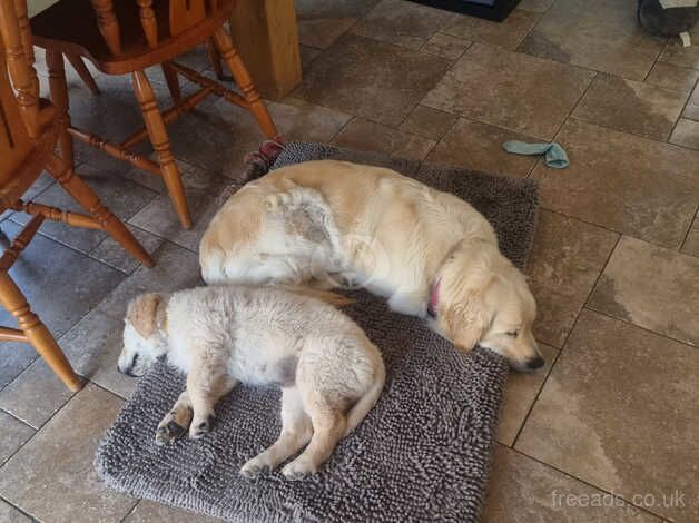 Golden retriever pup for sale in Dungannon - Image 2