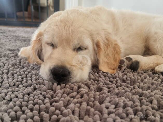 Golden retriever pup for sale in Dungannon - Image 3