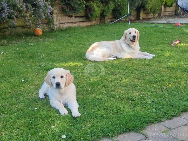 Golden retriever pup for sale in Dungannon - Image 4