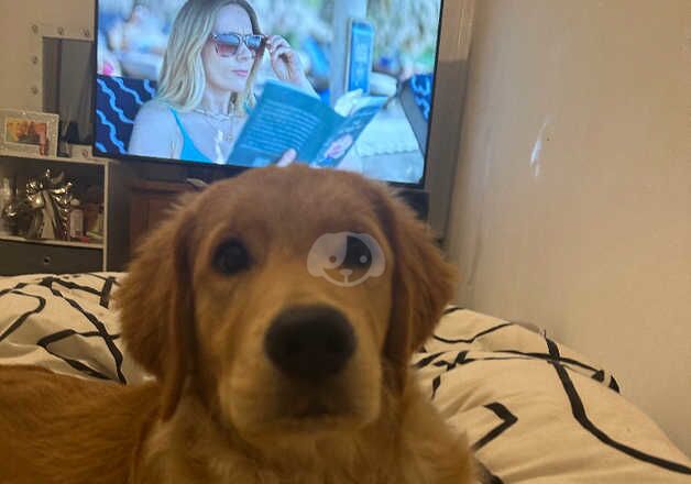 Golden Retrievers for sale in Great Yarmouth, Norfolk