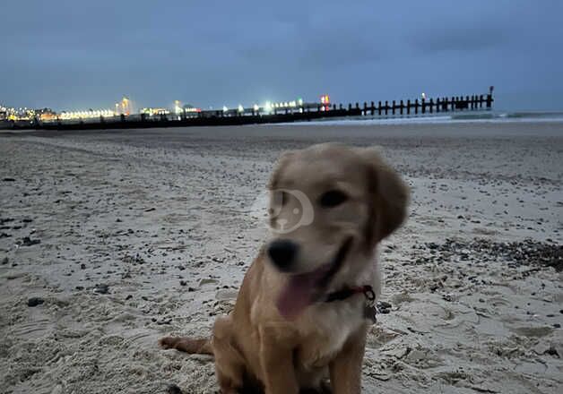 Golden retriever pup for sale in Great Yarmouth, Norfolk - Image 3