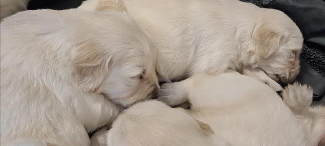 Golden Retriever puppies for sale in Ashton Upon Mersey, Greater Manchester