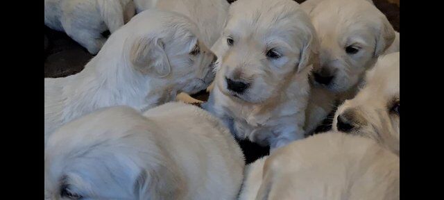 Golden Retriever puppies for sale in Ashton Upon Mersey, Greater Manchester - Image 2