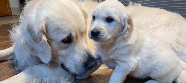 Golden Retriever puppies for sale in Ashton Upon Mersey, Greater Manchester - Image 5