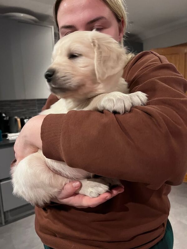 Golden retriever puppies for sale in Inverness, Highland - Image 2