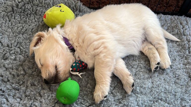 Golden retriever puppies for sale in Inverness, Highland - Image 3