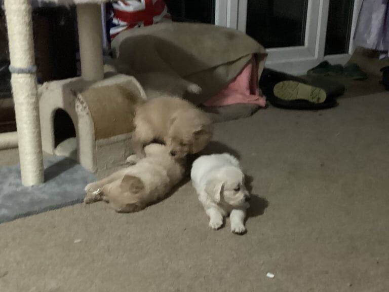 Golden retriever puppies for sale in Tiptree, Essex - Image 2