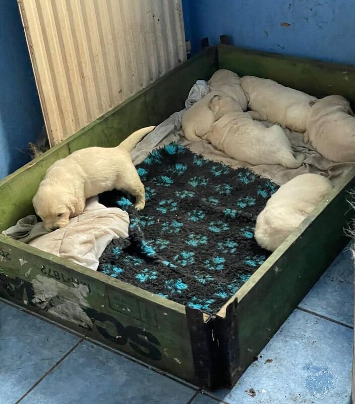 Golden Retriever puppies for sale in Dungannon, County Tyrone - Image 3