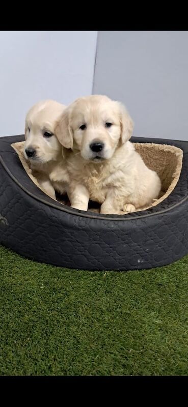 Golden retriever puppies for sale in Armagh, County Armagh - Image 2