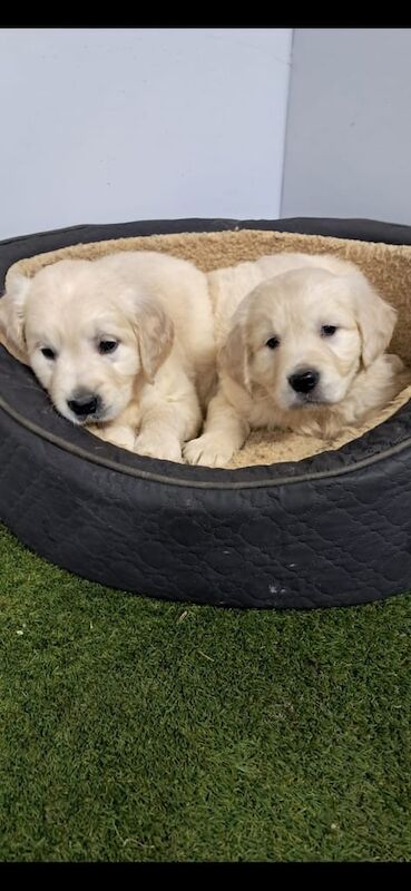 Golden retriever puppies for sale in Armagh, County Armagh - Image 3