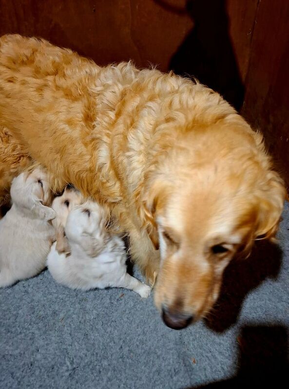 Golden Retriever puppies for sale in Dungannon, County Tyrone - Image 2