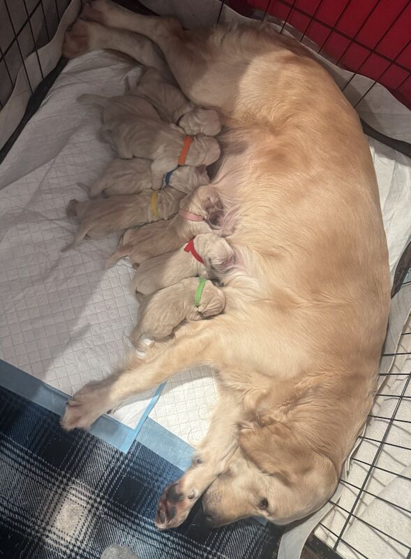 Golden Retriever Puppies for sale in Parr Stocks, Merseyside - Image 2