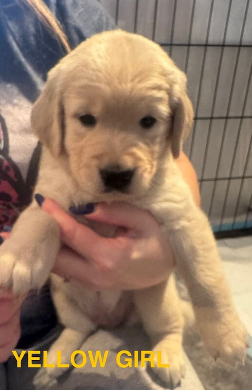 Golden Retriever Puppies for sale in Parr Stocks, Merseyside - Image 3