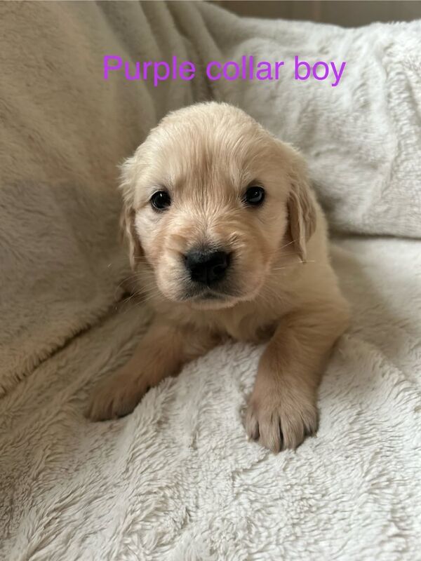 Golden retriever puppies for sale in Southampton, Hampshire