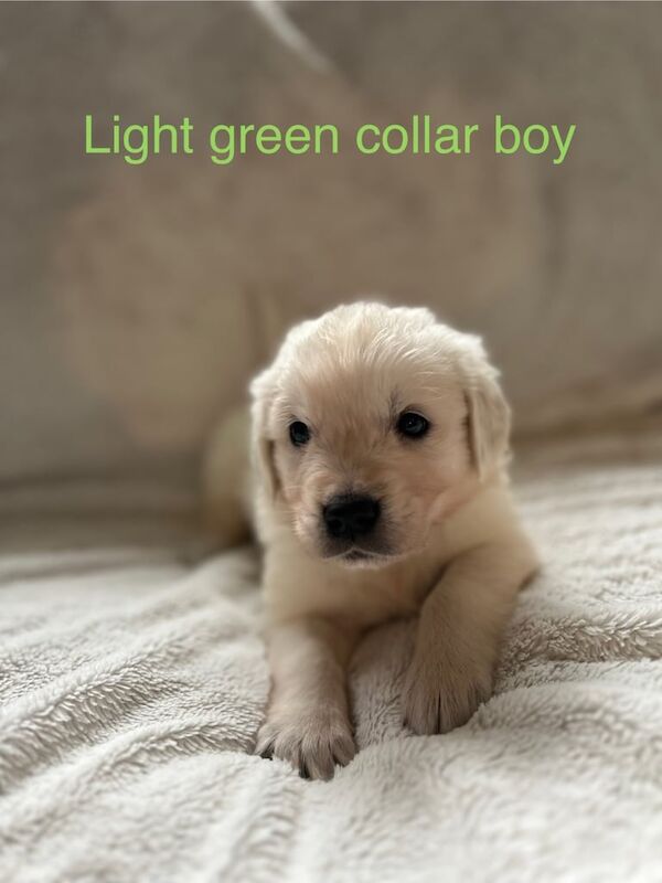 Golden retriever puppies for sale in Southampton, Hampshire - Image 2