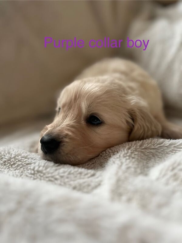 Golden retriever puppies for sale in Southampton, Hampshire - Image 3