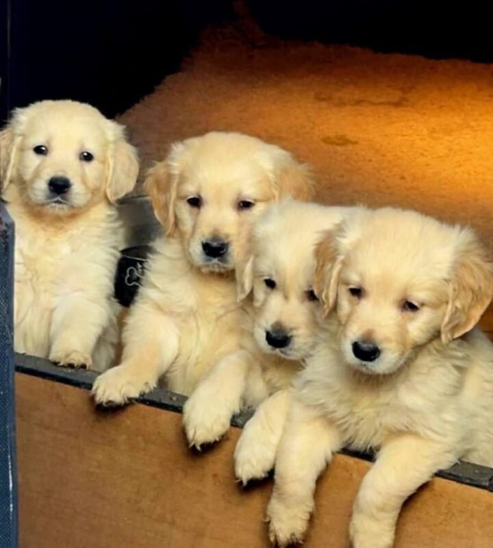 Golden retriever puppies for sale in Dungannon, County Tyrone