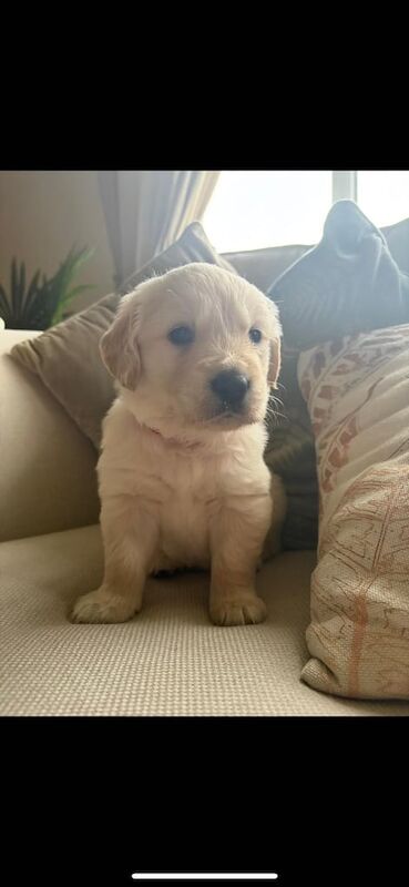 Golden Retriever Puppies for sale in Enniskillen, County Fermanagh