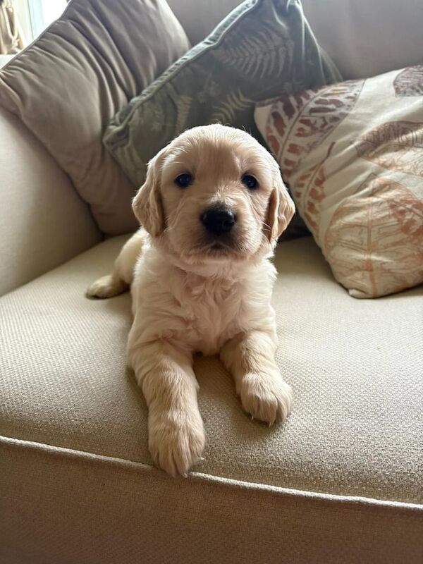 Golden Retriever Puppies for sale in Enniskillen, County Fermanagh - Image 2