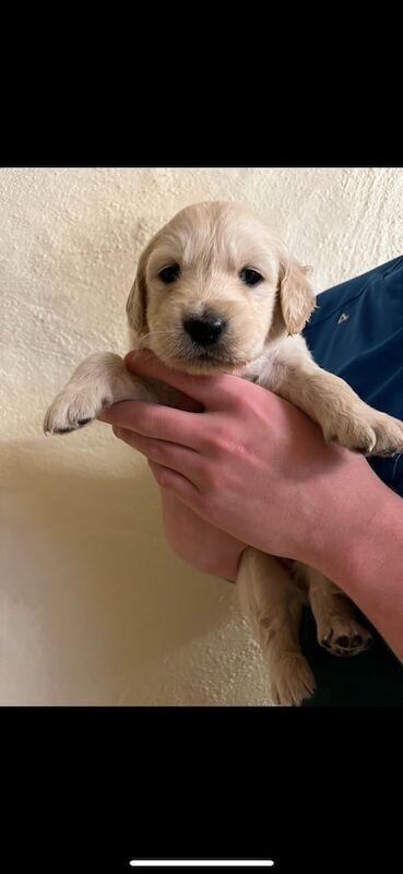 Golden Retriever Puppies for sale in Enniskillen, County Fermanagh - Image 3