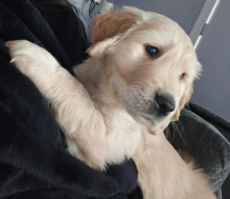 Golden retriever puppies for sale in Lochgelly, Fife