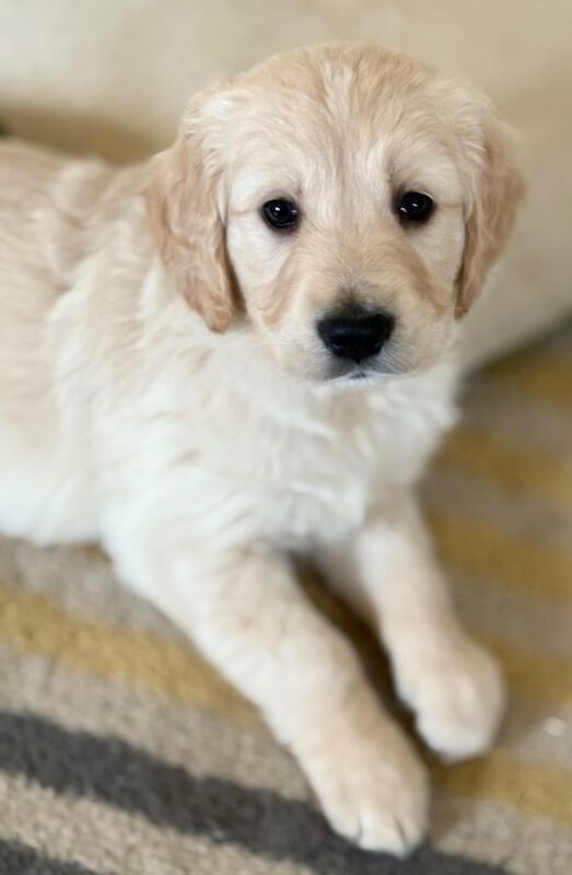 Golden Retriever Puppies for sale in Enniskillen, County Fermanagh - Image 1