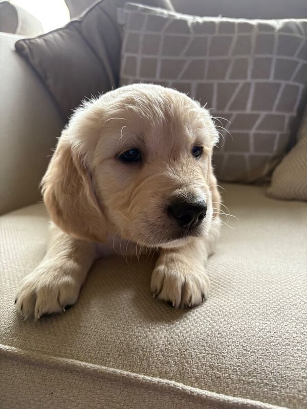 Golden Retriever Puppies for sale in Enniskillen, County Fermanagh - Image 2