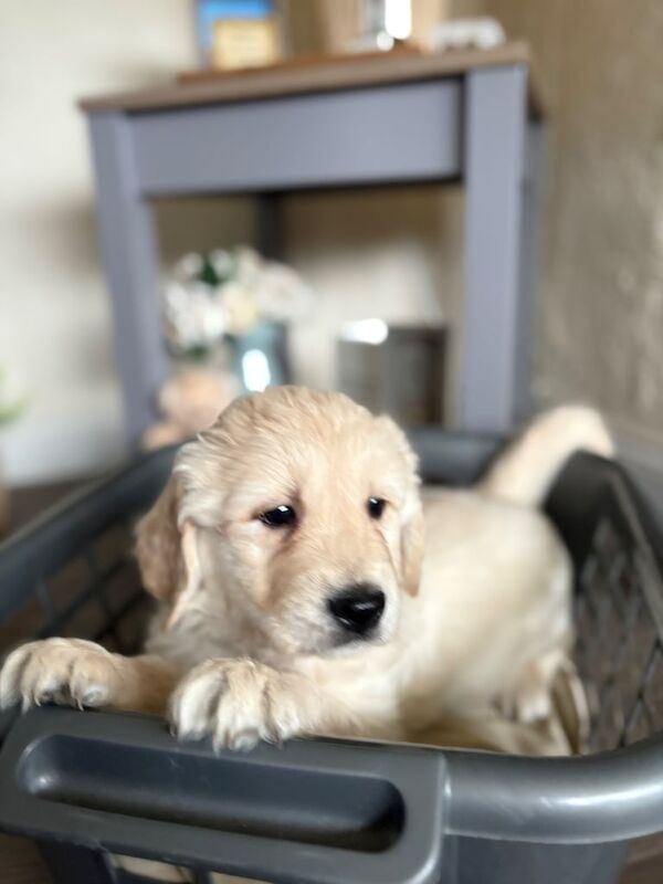 Golden Retriever Puppies for sale in Enniskillen, County Fermanagh - Image 3