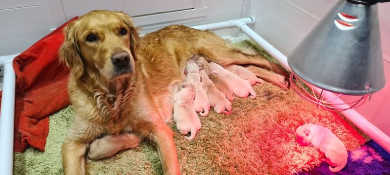 Golden Retriever Puppies- Varied Shades for sale in Whaley Bridge, Derbyshire