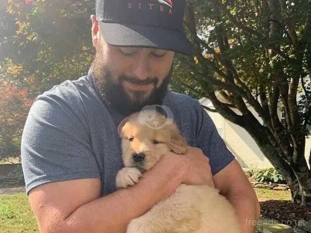 Golden Retriever Puppies For home for sale in Newport/Casnewydd, Newport