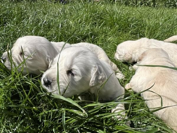 Golden retriever puppies for Sale in Wirksworth, Derbyshire - Image 1