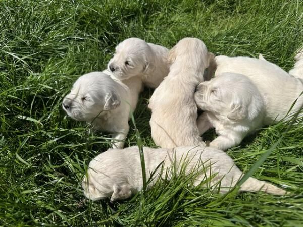 Golden retriever puppies for Sale in Wirksworth, Derbyshire - Image 2