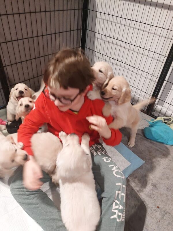 Golden Retriever Puppies for sale in St Helens, Merseyside