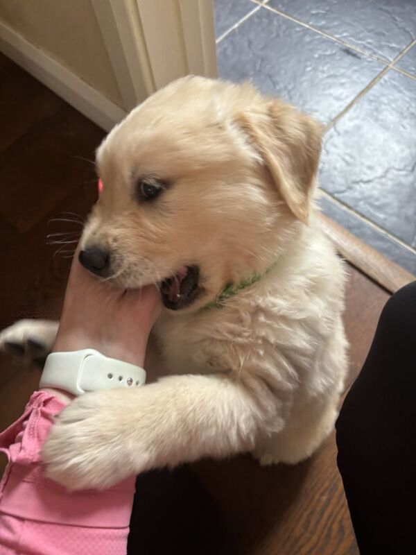 Golden Retriever puppies for sale in Canterbury, Kent