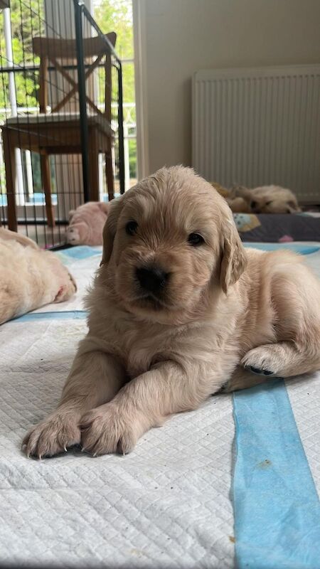 Golden Retriever puppies for sale in Canterbury, Kent - Image 2