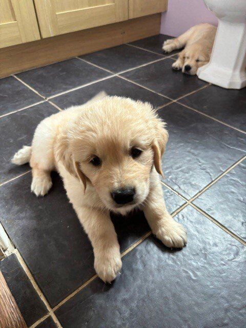 Golden Retriever puppies for sale in Canterbury, Kent - Image 3