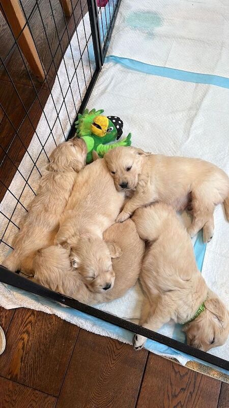 Golden Retriever puppies for sale in Canterbury, Kent - Image 4