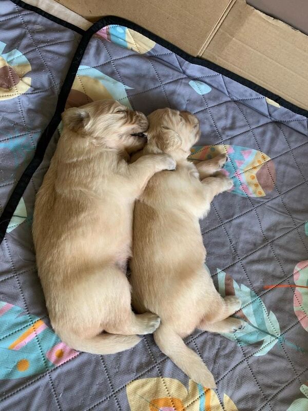 Golden Retriever puppies for sale in Canterbury, Kent - Image 5