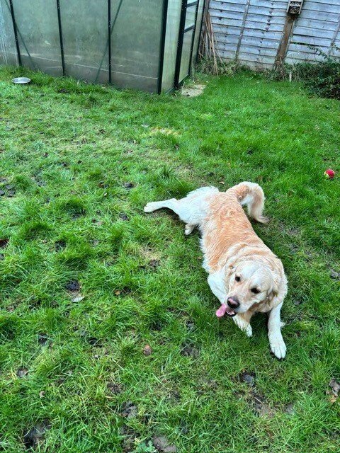 Golden Retriever puppies for sale in Canterbury, Kent - Image 6