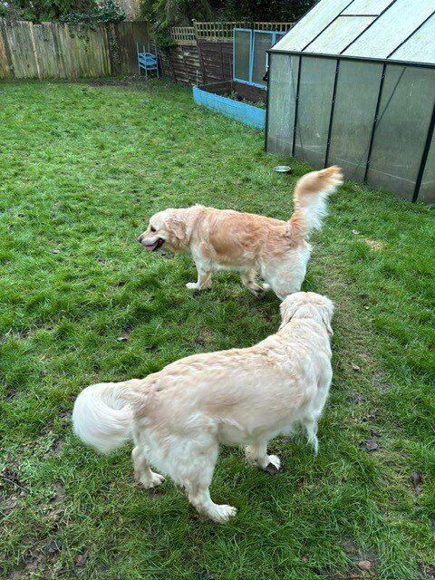 Golden Retriever puppies for sale in Canterbury, Kent - Image 7