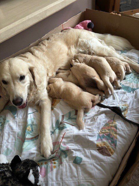 Golden Retriever puppies for sale in Canterbury, Kent - Image 8