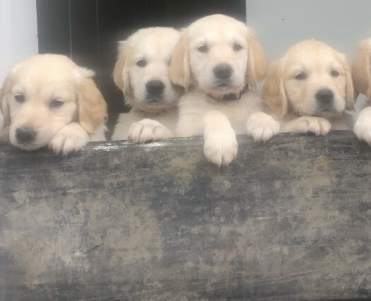 Golden retriever puppies for sale in Manchester, Greater Manchester