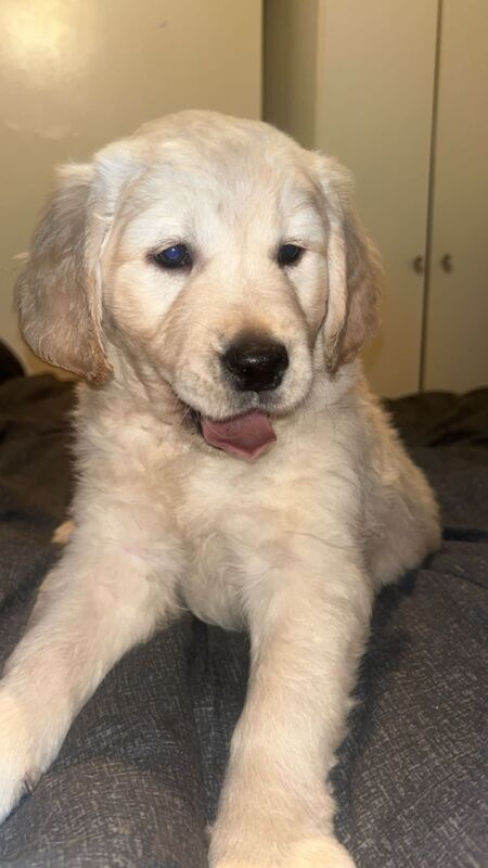 Golden retriever puppies for sale in Manchester, Greater Manchester - Image 2