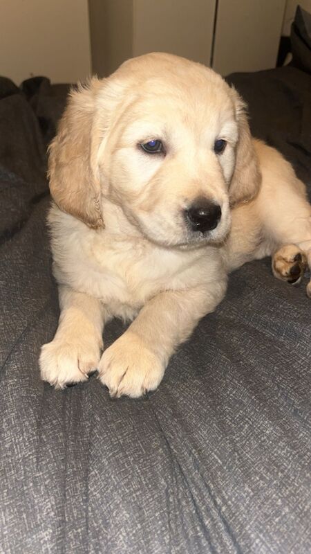 Golden retriever puppies for sale in Manchester, Greater Manchester - Image 3