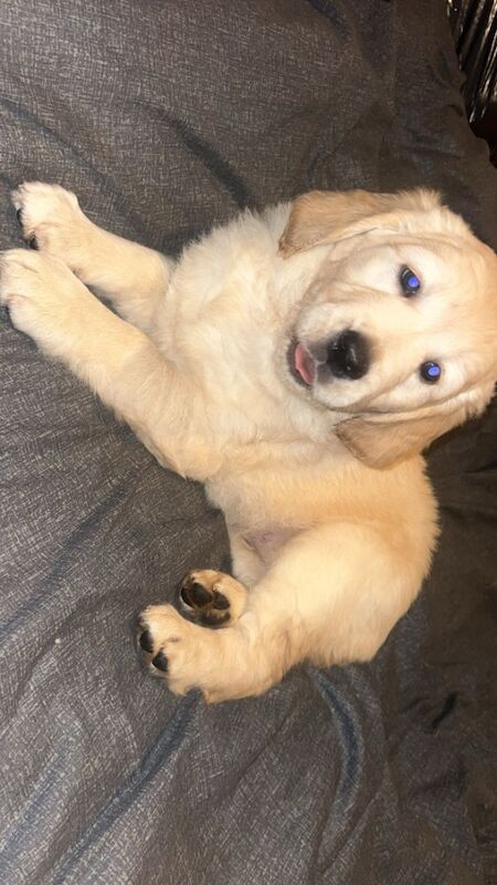 Golden retriever puppies for sale in Manchester, Greater Manchester - Image 4