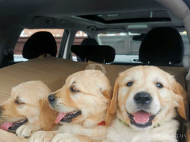 GOLDEN RETRIEVER PUPPIES FOR SALE in Birmingham, West Midlands - Image 1