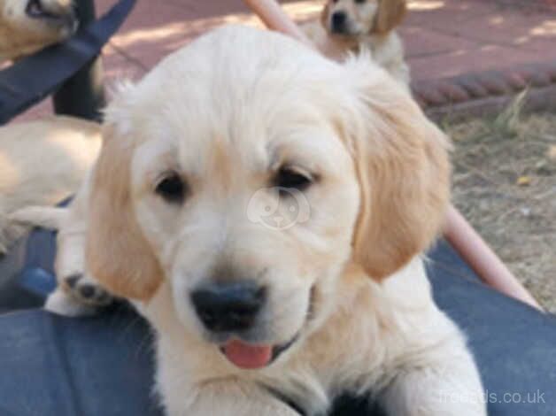 GOLDEN RETRIEVER PUPPIES FOR SALE in Birmingham, West Midlands - Image 2