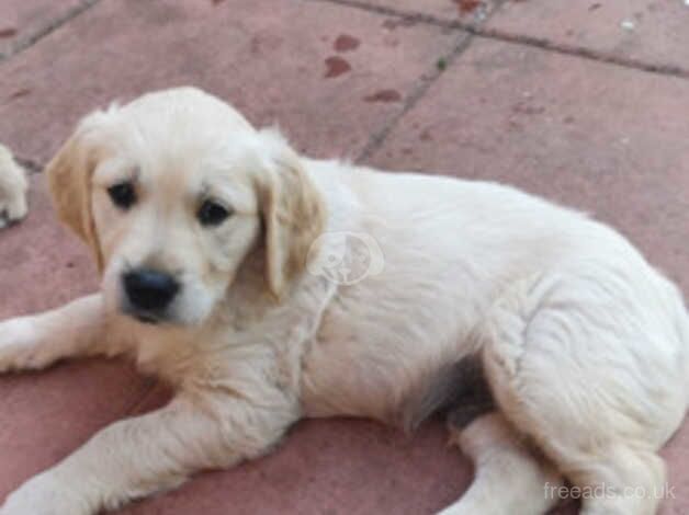 GOLDEN RETRIEVER PUPPIES FOR SALE in Birmingham, West Midlands - Image 3